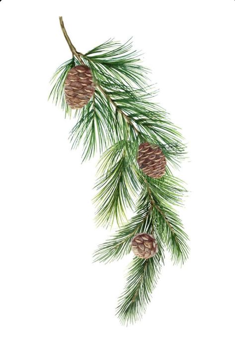 Pine Cone Drawing, Mug Noel, Spruce Branch, Christmas Tree Illustration, Christmas Branches, Illustration Kunst, Watercolor Vector, Watercolor Green, Christmas Card Art