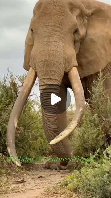 HABITAT ADVENTURES TRAVEL on Instagram: "🐘🐘Male elephants, called bulls, are typically the ones with tusks. Tusks are elongated incisor teeth that protrude from the elephant’s mouth. They serve various purposes, including digging for water and roots, lifting objects, stripping bark from trees, and sometimes even for defense. Female elephants, known as cows, may have smaller tusks or none at all. 🐘🐘Tusks grow throughout an elephant’s life and are often used as a symbol of strength and dominance among males during mating competitions and territorial disputes. However, due to poaching and habitat loss, many elephants are now endangered, making the conservation of these magnificent creatures a global priority.🐘🐘🐘🐘🐘🐘🐘🐘

LINK IN BIO,

🌐www.thehabitatadventures.com

📧info@thehabitat Kenya Safari Masai Mara, Tusker Elephant, Amboseli National Park, Male Elephant, Africa Kenya, Africa Wildlife, Kenya Safari, Tanzania Safari, Wildlife Safari