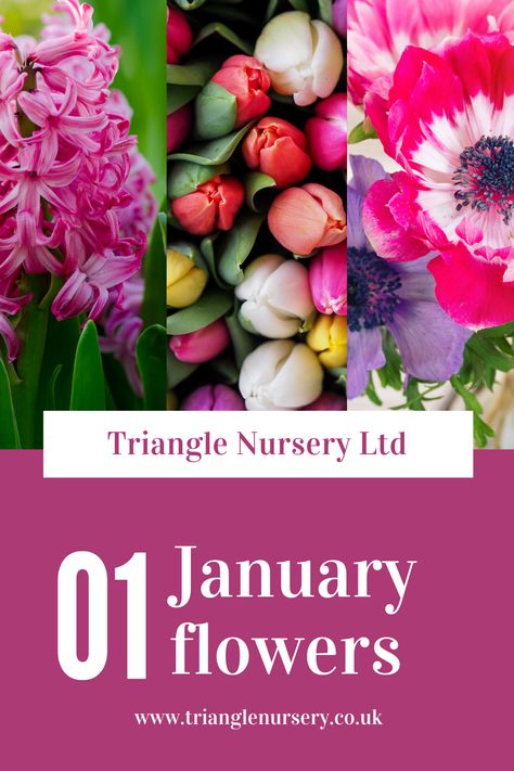 Essential Florist Guide for January Flowers January Flowers In Season, January Flower Arrangements, In Season January, January Flowers, Flowers In Season, January Flower, Flower Varieties, Altar Flowers, List Of Flowers