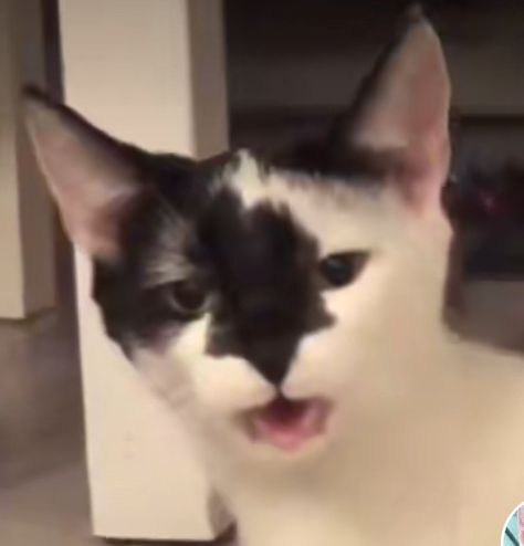 #cat #reaction #reactionpic #funny #catreaction Passive Aggressive Reaction Pic, Nuh Uh Reaction Pic Cat, Balls Reaction Pic, Done Reaction Pic, Unimpressed Reaction Pic, Ashamed Reaction Pic, Jaw Drop Reaction Pic, Exam Mood, Cat Mem