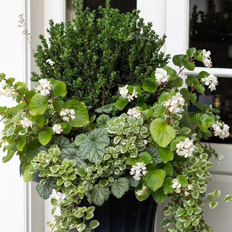 Fall Boxwood Planters, Boxwood Container Ideas, Boxwood Planters, Savage Garden, Outdoor Urns, Container Gardening Flowers, Herb Garden, Backyard Landscaping Designs, Flower Beds