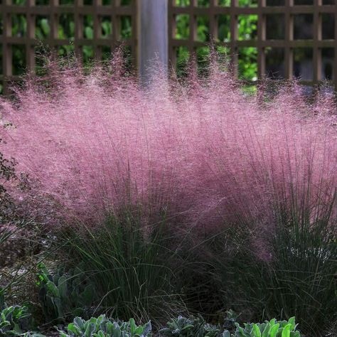 Miscanthus Gracillimus, Pink Muhly, Fast Growing Shrubs, American Meadows, Perennial Grasses, Coastal Gardens, Fast Growing Trees, Unique Trees, Shade Trees