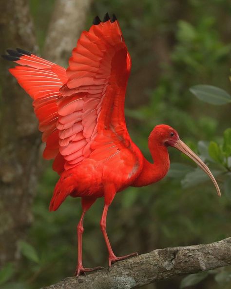 Liberta Cherguia 🇪🇺 (@MbarkCherguia) on X Ibis Bird, Scarlet Ibis, Birds Nature, Animal World, Marine Biology, Colorful Birds, Apple Blossom, Happy Tuesday, Wild Birds