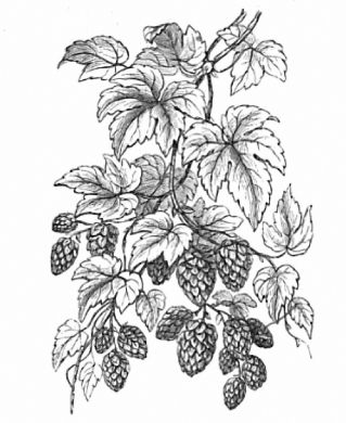 How long have English brewers been using American hops? Much longer than you think. Hops Drawing, Vine Sketch, Tattoo Bee, Hop Tattoo, Hops Vine, Beer Tattoos, Vine Drawing, Hop Flower, Vine Tattoo