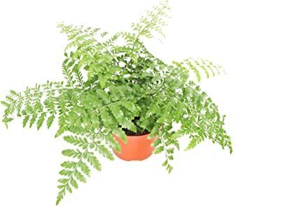 Austral Gem Fern - 6'' from California Tropicals Lawn Garden, Fern, Lawn, Herbs, California, Patio, Patios