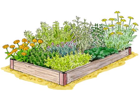 Kitchen Garden Planner -  Kitchen Herb Garden Plant a garden of flavorful herbs for making pesto, pickles and salsa and to enhance soups, sauces and salads. Includes both annuals and perennials. Kitchen Herb Garden, White Flowering Plants, Thyme Plant, Herb Garden In Kitchen, Herb Garden Design, Kitchen Herbs, Garden Planner, Small Potted Plants, Vegetable Garden Design