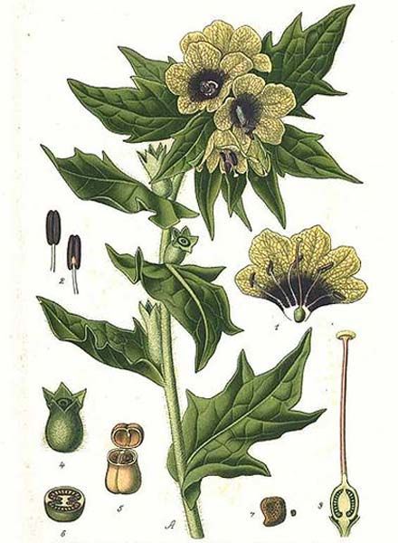 Botanical Prints Free, Psychoactive Plants, Poisonous Plants, Ancient Origins, Triple Goddess, Ways Of Seeing, Floral Illustrations, Botanical Illustration, Botany