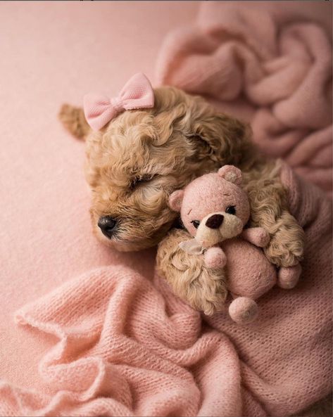 Puppy Photography Photo Shoots, Puppy Shoot Ideas, Puppy Newborn Photoshoot, Cute Puppy Pictures Ideas Photo Shoot, New Puppy Photoshoot Ideas, Dog Photoshoot Studio, Newborn Puppy Photoshoot Ideas, New Puppy Photoshoot, Puppy Photoshoot Ideas