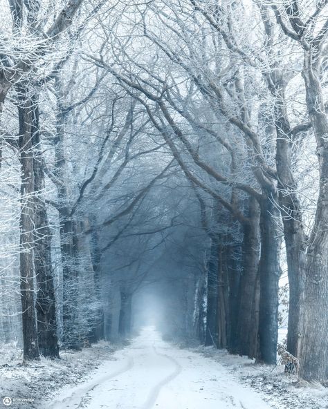 Frozen Frame, Frozen Forest, Ghost Sightings, Beautiful Winter Scenes, Rhapsody In Blue, Snow Covered Trees, Photography Kit, Snowy Forest, Snowy Winter