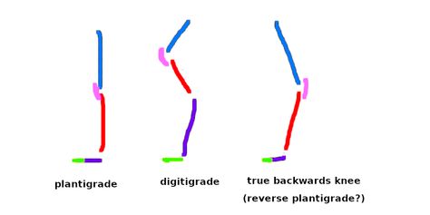 Digitigrade Legs Drawing, Arm References, Legs Drawing, Human Knee, Leg Reference, Lower Leg Muscles, Doodle Ideas, Random Art, Reference Photos