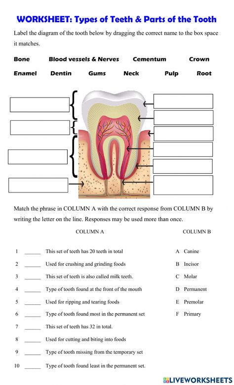 Teeth Worksheet, Dental Assistant Study Guide, Dental Charting, Dental Terminology, Types Of Teeth, Teeth Diagram, Smile Tips, Dental Assistant School, Human Body Worksheets