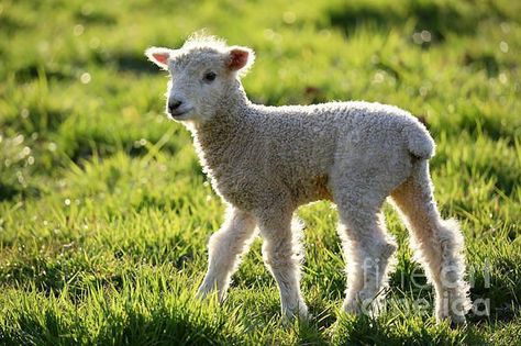 Lamb Animal, Lamb Pictures, Lamb Drawing, Colonial Williamsburg Virginia, Sheep Face, History Photography, Baby Farm Animals, Sheep Art, Baby Sheep