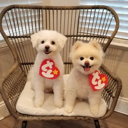 Ty beanie baby halloween costume Diy Dog Costumes For Halloween, Dog Costumes For Halloween, Cute Dog Halloween Costumes, Puppy Halloween Costumes, Cute Dog Costumes, Meme Costume, Puppy Costume, Costumes For Halloween, Dog Clothes Diy