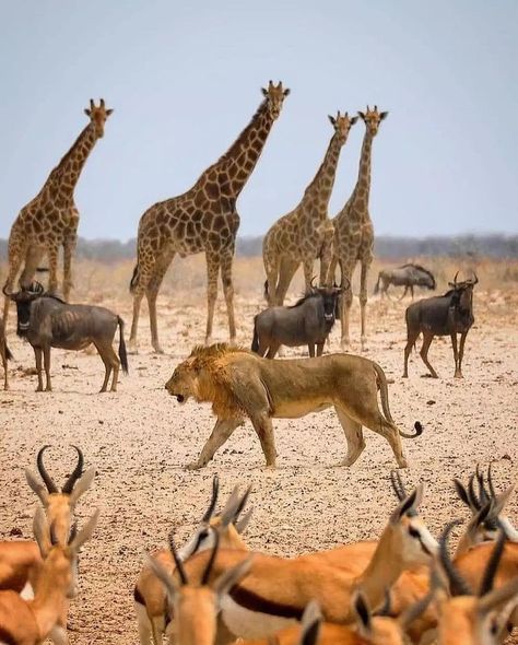 The African Savannah photo is your favourite 1. #dylanroyalwildlife 2. #agpfoto 3. #s1ef4n 4. #safaridotcom 5. #agpfoto Animal Pictures For Kids, African Plains, African Savannah, World Birds, African Wildlife, African Animals, Pet Puppy, Large Animals, Giraffes