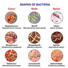 Bacteria of different shapes, illustration - Stock Image - F034/3133 - Science Photo Library Shapes Of Bacteria, Bacteria Shapes, Space Exploration Technologies, Shapes Illustration, Computer Illustration, Science Photos, Spiral Shape, Microbiology, Buy Prints