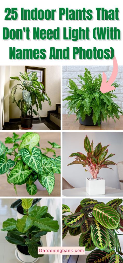 How To Have A Green Thumb, Inside House Plants, Easy Houseplants, Plants Low Light, Low Light House Plants, Easy House Plants, Indoor Plants Low Light, Household Plants, Plant Care Houseplant