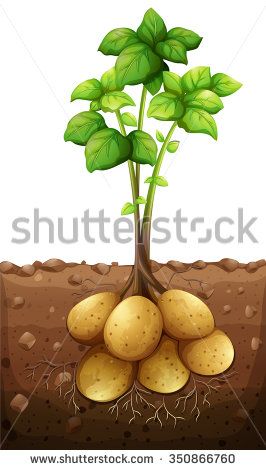 Potatoes plant under the ground illustration - stock vector Potato Plant, Vegetable Crafts, Potato Gardening, Plant Activities, Planting Potatoes, Plant Drawing, Root Vegetables, Fruit And Veg, Autumn Activities