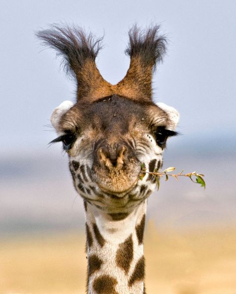 A collection of winning photographs from the Nature’s Best Photography competition, on display now at the Museum of Natural History A Giraffe, African Wildlife, Maasai, African Animals, Sweet Animals, Animal Planet, Animal Photo, Zebras, 귀여운 동물