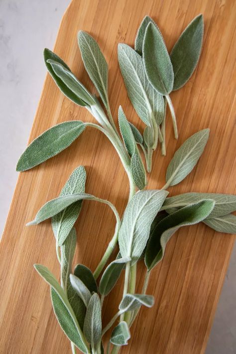 What is Sage? Sage Plant Aesthetic, Sage Health Benefits, How To Use Sage, Herbs To Grow At Home, Sage Plants, Sage Photography, Tattoo Yoga, Dry Sage, Tattoo Oil