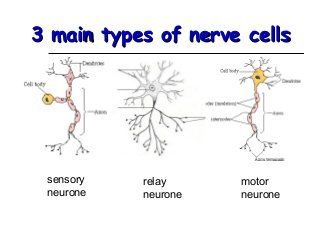 Neurons Notes, Nervous System Projects, Nerve System, Types Of Neurons, Nervous System Anatomy, Nerve Cells, Peripheral Nervous System, Dental Anatomy, Nurse Study Notes