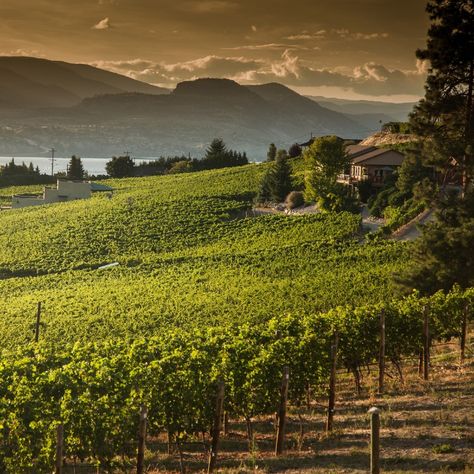 What is your favourite wine region in Canada? 🍷 The Okanagan? Niagara-on-the-lake? Or how about the Annapolis Valley? Let us cater your getaway to your favourite flavour palate. . 📸 by FCB - Ryan Lee, Thompson Okanagan Melissa Barnes, Tourism Nova Scotia #wine #vineyard #exploremore Ryan Lee, Annapolis Valley, Niagara On The Lake, Okanagan Valley, Wine Region, Berets, Nova Scotia, Fort, Tourism