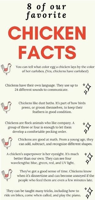 Facts About Chickens, Farming Chickens, Chicken Facts, Chicken Coop Garden, Egg Laying Chickens, Backyard Chicken Coop Plans, Backyard Chicken Farming, Chicken Life, Chicken Treats