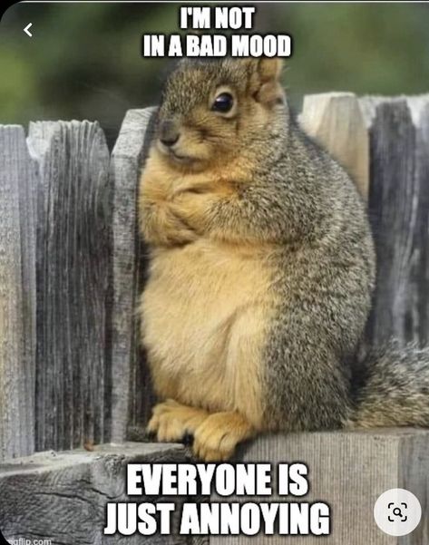 Squirrel Quote, Funny Squirrel Pictures, Squirrel Pictures, In A Bad Mood, Good Morning Funny Pictures, Squirrel Funny, Funny Animal Quotes, Good Morning Funny, Cute Squirrel