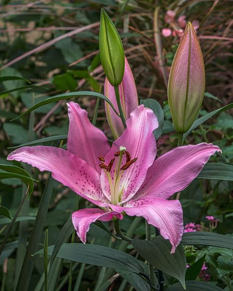 Trumpet Lily. Flowers Reference, Trumpet Lily, Lily, Trees, Plants, Flowers