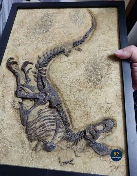 Fossil Ideas, Fossil Art, Dinosaur Room, Animal Skeletons, Bone Art, Paleo Art, Jurassic Park World, Dinosaur Fossils, Dinosaur Art