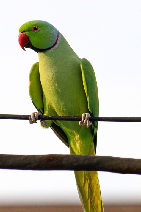 Green Parrot Bird, Art Reference Animals, Happy Birthday Cards Images, Ringneck Parrot, Air Birds, Birds Sunset, Love Birds Pet, Ring Necked Parakeet, Parrot Tattoo