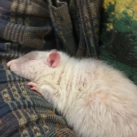 Pet Rat Aesthetic, Mice Aesthetic, Rat Aesthetics, Rats Aesthetic, Rat Aesthetic, Rattus Rattus, Tiny Teddy Bear, White Rat, Cutest Pets