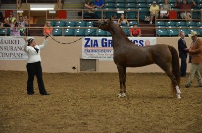 Middle Eastern Horses, Arabian Horse Halter, Horse Halter, Brown Arabian Horse, Chestnut Arabian Horse, Straight Egyptian Arabian Horses, Arabian Horse, Show Horses, Real Life