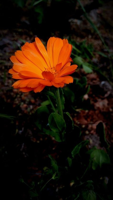 Flowers Wallpapers Aesthetic Shades, Calendula Officinalis, Floral Wallpapers, Ganesh Wallpaper, Morning Vibes, Flowers Wallpapers, Cute Picture, Beautiful Picture, Shades Of Orange