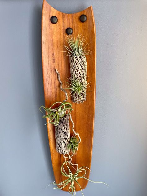 Airplants, cactus skeleton, upcycled fan blade Cactus Skeleton, Succulent Garden Diy, Repurposed Furniture Diy, Fan Blades, Succulent Garden, Succulents Garden, Repurposed Furniture, Garden Diy, Air Plants