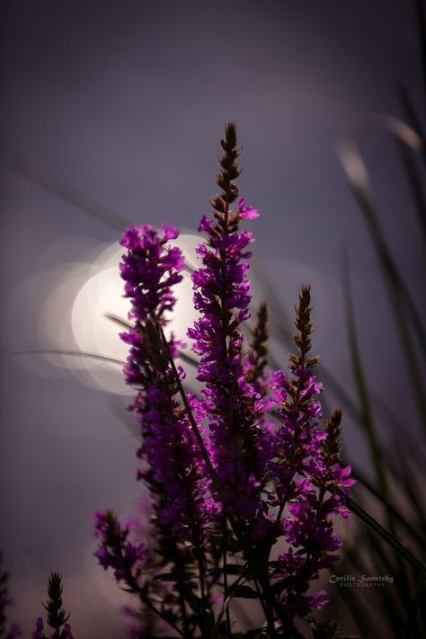 Pin by Miss Paty on Moon | Moonlight photography, Flowers photography wallpaper, Purple flowers wallpaper Moonlight Photography, Purple Flowers Wallpaper, Flowers Photography Wallpaper, Wallpaper Nature Flowers, Moon Photography, Cat Air, Beautiful Wallpapers Backgrounds, Beautiful Bouquet Of Flowers, Flower Background Wallpaper