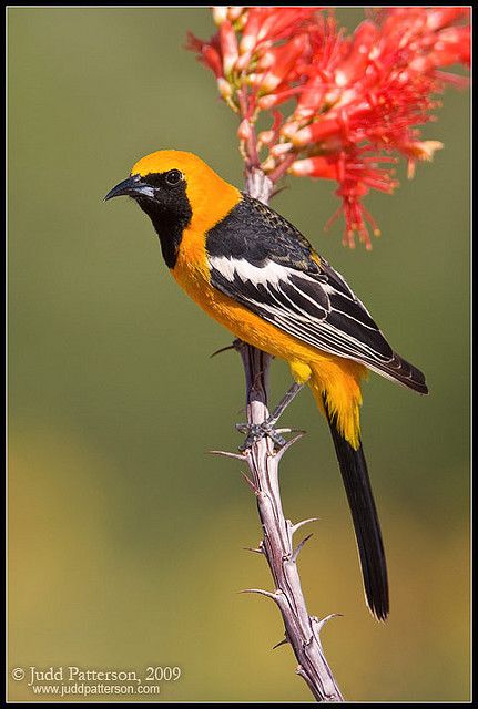 ~~Hooded Oriole by Judd Patterson~~ Oriole Bird, Different Birds, White Poppy, Most Beautiful Birds, Nature Birds, Backyard Birds, Bird Pictures, All Birds, Exotic Birds