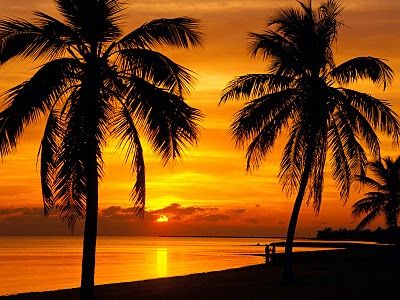 Love everything about this picture Tumblr Best Friends, Key West Sunset, Palm Tree Sunset, Sunset Beautiful, Belle Nature, Pink Stuff, Fotografi Alam Semula Jadi, Sunset Nature, Amazing Sunsets