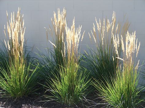 Grass Karl Forester, Landscaping With Karl Forester, Ornamental Grasses Front Yard, Karl Forester Landscaping Ideas, Karl Forester Landscaping, Feather Grass Landscaping, Pampas Grass Landscape Ideas, Fountain Grass Landscaping Ideas, Karl Forester