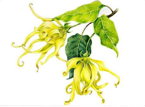 Flowers for cosmetic companies on Behance Ylang Ylang Flower, Illustration Botanique, Altered Images, Botanical Drawings, Floral Scent, Ylang Ylang, Perfume Oils, Botanical Illustration, Botanical Art