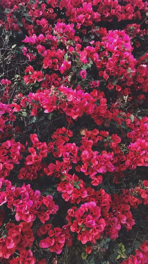 Magenta Flowers Aesthetic, Magenta Bougainvillea, Bougainvillea Wallpaper, Bougainvillea Aesthetic, Flores Wallpaper, Magenta Flowers, Dark Landscape, Iphone Wallpaper Landscape, Daisy Wallpaper