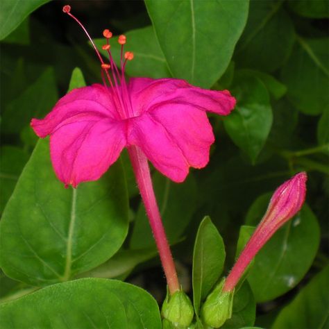 Stunning Marvel of Peru Mirabilis jalapa Laurel Thoma, Mirabilis Jalapa, Clock Flower, Garden Waterfall, Country Gardens, Green Things, Four O Clock, Country Gardening, Amazing Flowers