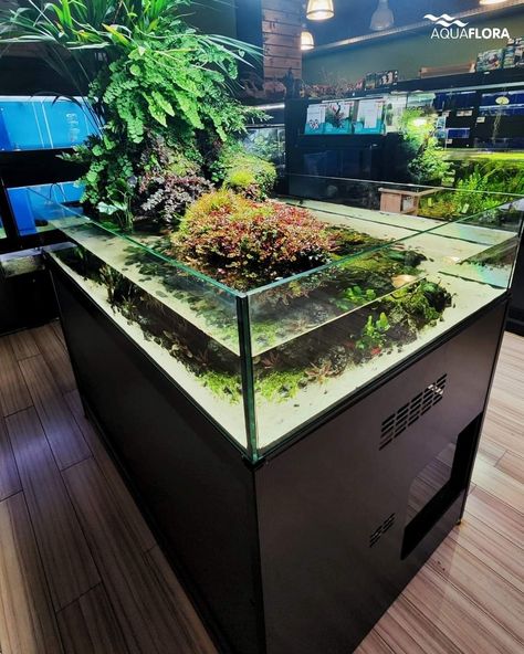 Large Fish Tank Ideas, Shallow Aquarium, Large Fish Tank, Fish Tank Ideas, Large Fish Tanks, Frog Terrarium, Aquarium Store, Zoo Architecture, Aquascape Design