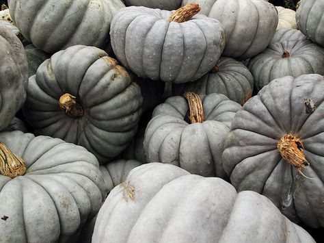 Blue-Gray Pumpkins | Wilbraham, MA a variant of Cinderella p… | Flickr Cinderella Aesthetic, Grey Pumpkin, Lizzie Hearts, Cinderella Pumpkin, Have Courage And Be Kind, Gray Aesthetic, White Pumpkins, Hallows Eve, It's Fall