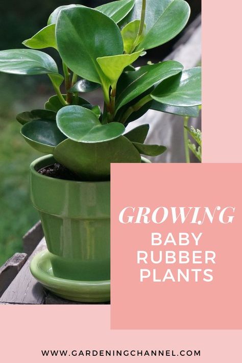 peperomia obtusifolia with text overlay growing baby rubber plants Rubber Plant Care, Baby Rubber Plant, Peperomia Obtusifolia, Plant Care Houseplant, Rubber Plant, Plant Growing, Gardening 101, Outdoor Plant, Houseplants Indoor