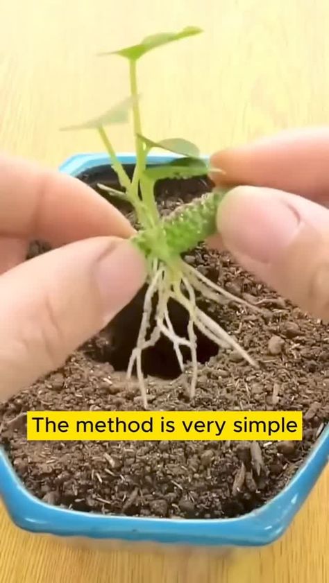 Seed to Flower (@seedtoflower_net) on Threads String Of Turtles Propagation, Easy Gardening Hacks, Grafting Plants, Garden Hacks Diy, Garden Scissors, Flea Market Gardening, Indoor Vegetable Gardening, Garden Calendar, Plant Care Houseplant