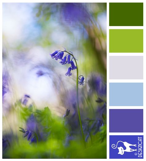 Bluebell wash - blue, royal, navy, pastel, pale, leaf, green, sage. Designcat Colour Inspiration Board Scottish Gardens, Bluebell Woodland, Bluebell Tattoo, Lanarkshire Scotland, Tokyo Trip, Bluebell Woods, Woodland Flowers, Scotland Uk, Kew Gardens