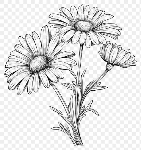 Yellow Daisy Drawing, Daisy Flower Drawing Simple, Daisy Reference, Daisies Drawing, Daisy Flower Illustration, Flowers Frame Background, Daisy Flower Drawing, Daisy Drawing, Aesthetic Pngs