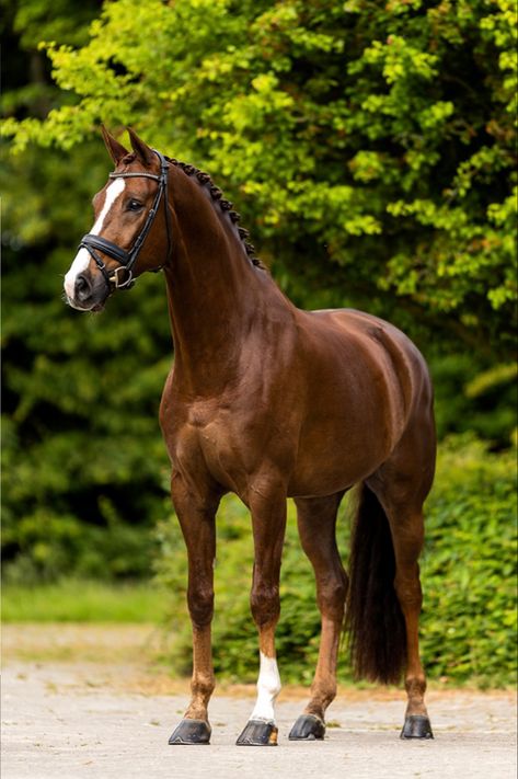 Bay Thoroughbred Horse, Bay Dutch Warmblood, Dutch Warmblood Horse, Horse Warmblood, Belgian Warmblood, Kwpn Horse, Homesteading Animals, Dutch Warmblood, Warmblood Horses