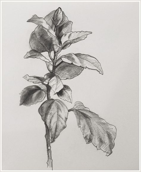 Foliage Sketch Pencil, Drawing Leaves Pencil, Realistic Leaves Drawing, Botanical Pencil Sketches, Foliage Drawing Leaves, Big Leaf Drawing, Realistic Plant Drawing, Nature Study Drawing Sketch, Leaves Sketch Pencil