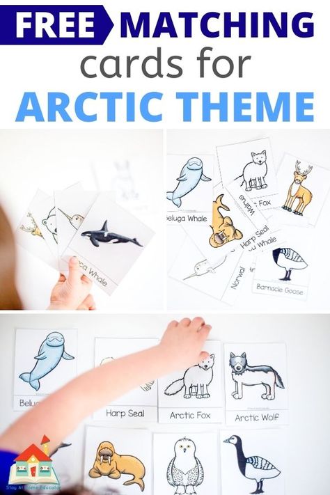 Free arctic animal vocabulary cards for preschool Arctic theme. Free arctic animal activities using vocabulary cards. These matching cards can be used like 3-part Montessori cards. Get free arctic animals matching cards and six preschool arctic animals activities to do with this free arctic animal preschool printable. Arctic Animal Lesson Plans For Preschool, Antarctic Animals Free Printables, Preschool Arctic Animals Activities, Arctic Animals Preschool Activities Free Printables, Animal Groups Activities, Preschool Arctic Animals, Arctic Animal Activities, Arctic Animals Printables, Arctic Animals Preschool Activities